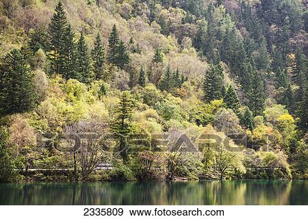 Variety of trees in autumn colours on a mountainside View Large Photo Image Stock Photo - Variety of trees in autumn colours on a mountainside. Fotosearch