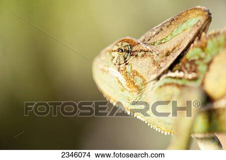 Picture - Veiled chameleon (Chamaeleo calyptratus); California, United States of America. Fotosearch