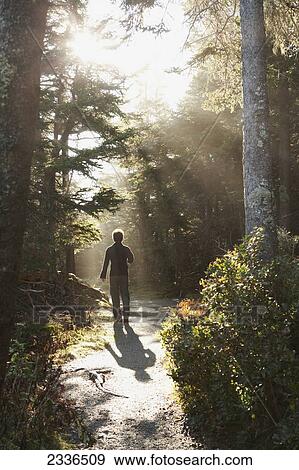 Walking in sunlight in a forest, Acadia National Park; Maine, United States of America View Large Photo Image Stock Photo - Walking in sunlight in a forest, Acadia National Park; Maine, United States of America . Fotosearch