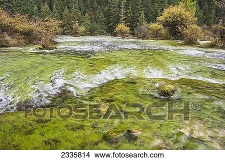 Water flowing over moss covered rock and a forest of spruce trees along the shoreline View Large Photo Image Picture - Water flowing over moss covered rock and a forest of spruce trees along the shoreline. Fotosearch