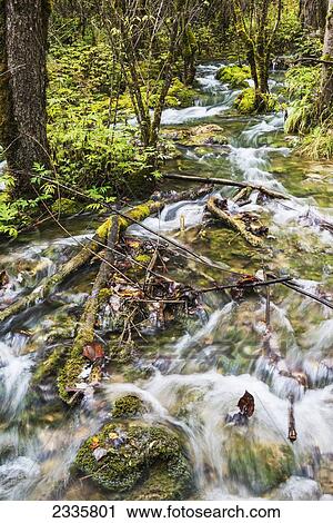 Stock Image - Water rushing over rocks and fallen branches in a forest. Fotosearch