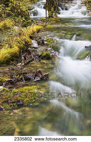 Stock Image - Water rushing over rocks and fallen branches in a forest. Fotosearch