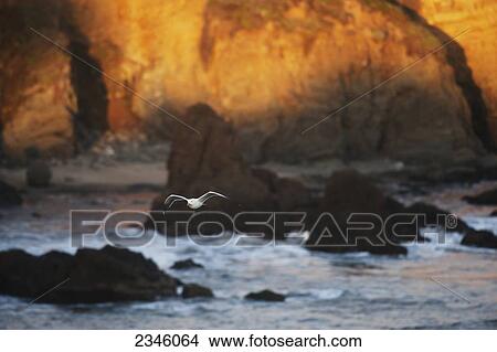Picture - Western gull (Larus occidentalis) flying over Pacific Ocean off the coast of Pescadero; Pescadero, California, United States of America. Fotosearch