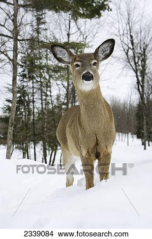 Picture - White-tailed deer (Odocoileus virginianus) in captivity, Park Omega; Montebello, Quebec, Canada. Fotosearch