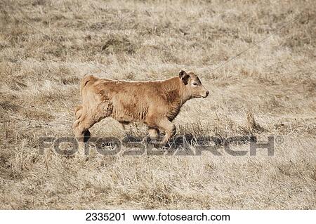 Young calf walking in a brown grass field; Alberta, Canada View Large Photo Image Stock Image - Young calf walking in a brown grass field; Alberta, Canada. Fotosearch