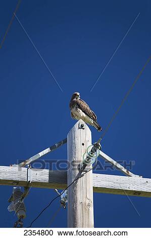 A Bird Sits On Top Of A Wooden Post With Electrical Lines; Calgary, Alberta, Canada View Large Photo Image Stock Image - A Bird Sits On Top Of A Wooden Post With Electrical Lines; Calgary, Alberta, Canada. Fotosearch