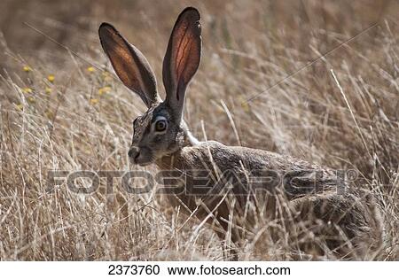 A Black-Tailed Jackrabbit (Lepus Californicus) Lurks In The Grass; Willows, California, United States Of America View Large Photo Image Stock Image - A Black-Tailed Jackrabbit (Lepus Californicus) Lurks In The Grass; Willows, California, United States Of America. Fotosearch