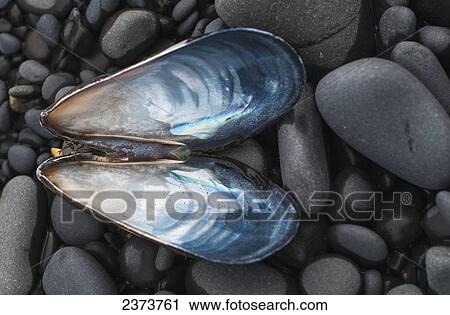 A Blue Mussel (Mytilus Edulis) Shell Rests On The Beach; Cannon Beach, Oregon, United States Of America View Large Photo Image Stock Image - A Blue Mussel (Mytilus Edulis) Shell Rests On The Beach; Cannon Beach, Oregon, United States Of America. Fotosearch