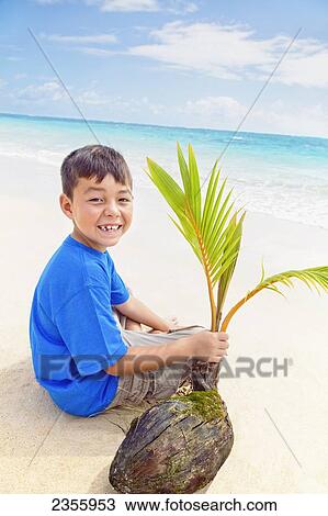 A Boy Holds A Coconut And Palm Frond While Sitting On The Beach At The Water's Edge; Kailua, Oahu, Hawaii, United States Of America View Large Photo Image Stock Image - A Boy Holds A Coconut And Palm Frond While Sitting On The Beach At The Water's Edge; Kailua, Oahu, Hawaii, United States Of America. Fotosearch