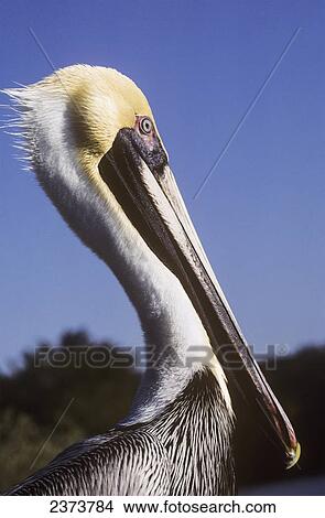 A Brown Pelican (Pelecanus Occidentalis) Poses For A Picture; Homestead, Florida, United States Of America View Large Photo Image Picture - A Brown Pelican (Pelecanus Occidentalis) Poses For A Picture; Homestead, Florida, United States Of America. Fotosearch