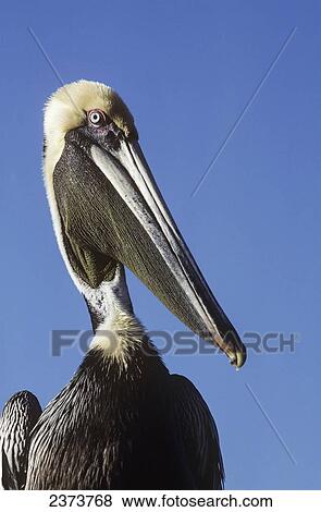 Stock Photo - A Brown Pelican (Pelecanus Occidentalis) Poses For A Picture; Homestead, Florida, United States Of America. Fotosearch