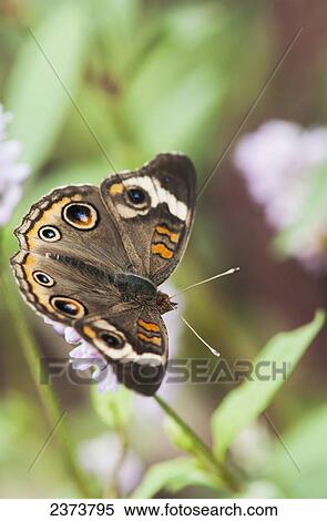 A Buckeye Butterfly (Junonia Coenia) Rests On A Flower; Vian, Oklahoma, United States Of America View Large Photo Image Stock Photography - A Buckeye Butterfly (Junonia Coenia) Rests On A Flower; Vian, Oklahoma, United States Of America. Fotosearch