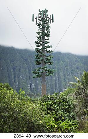 A Cell Signal Tower Camouflaged As A Tree; Oahu, Hawaii, United States Of America View Large Photo Image Stock Photo - A Cell Signal Tower Camouflaged As A Tree; Oahu, Hawaii, United States Of America. Fotosearch