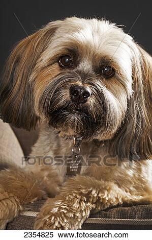 A Close Up Portrait Of A Brown Tibetan Terrier Dog; Calgary, Alberta, Canada View Large Photo Image Stock Photography - A Close Up Portrait Of A Brown Tibetan Terrier Dog; Calgary, Alberta, Canada. Fotosearch