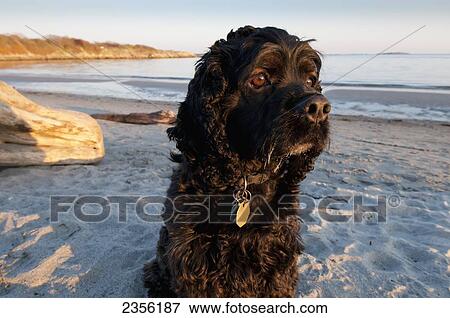 A Cocker Spaniel Sits On Willows Beach In Oak Bay; Victoria, British Columbia, Canada View Large Photo Image Stock Photo - A Cocker Spaniel Sits On Willows Beach In Oak Bay; Victoria, British Columbia, Canada. Fotosearch