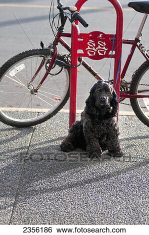 A Cocker Spaniel Waits With Big Sad Eyes For His Owner To Come Out Of The Coffee Shop; British Columbia, Canada View Large Photo Image Stock Photograph - A Cocker Spaniel Waits With Big Sad Eyes For His Owner To Come Out Of The Coffee Shop; British Columbia, Canada. Fotosearch