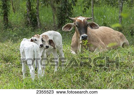 A Cow And Two Calves In The Grass; Zacapa, Guatemala View Large Photo Image Stock Image - A Cow And Two Calves In The Grass; Zacapa, Guatemala. Fotosearch