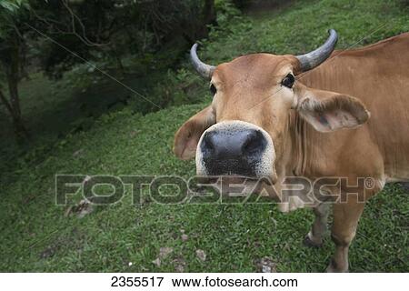 A Cow Looking Into The Camera Lens; Zacapa, Guatemala View Large Photo Image Stock Photo - A Cow Looking Into The Camera Lens; Zacapa, Guatemala. Fotosearch