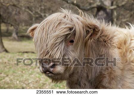 A Cow With Long Hair Over It's Face; Scottish Borders, Scotland View Large Photo Image Stock Image - A Cow With Long Hair Over It's Face; Scottish Borders, Scotland. Fotosearch
