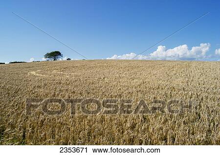 Stock Image - A Crop In A Field In Dart Valley; Devon, England. Fotosearch