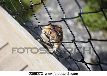 A Curious Ground Squirrel (Callospermophilus Lateralis) Peaking Through A Fence; Alberta, Canada View Large Photo Image Stock Image - A Curious Ground Squirrel (Callospermophilus Lateralis) Peaking Through A Fence; Alberta, Canada. Fotosearch