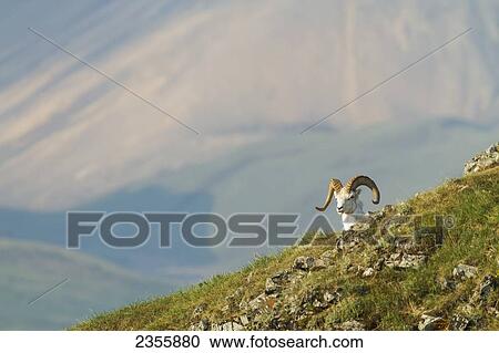 A Dall Sheep (Ovis Dalli) Ram Looks Over A Ridge With A Broad Valley And Mountains In The Background In Denali National Park And Preserve; Alaska, United States Of America View Large Photo Image Stock Image - A Dall Sheep (Ovis Dalli) Ram Looks Over A Ridge With A Broad Valley And Mountains In The Background In Denali National Park And Preserve; Alaska, United States Of America. Fotosearch