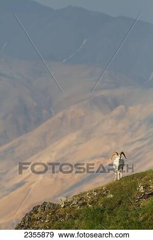Stock Photo - A Dall Sheep (Ovis Dalli) Ram Stands On A Ridge With A Broad Valley And Mountains In The Background In Denali National Park And Preserve; Alaska, United States Of America. Fotosearch