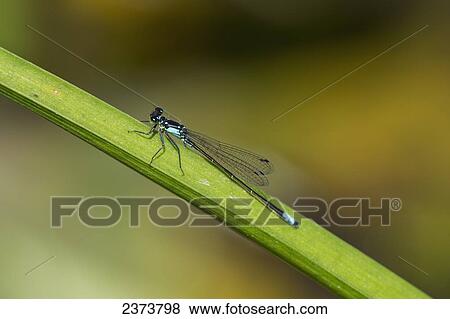 Stock Photo - A Damselfly Rests On A Stem; Astoria, Oregon, United States Of America. Fotosearch