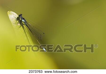 A Damselfly (Zygoptera) Rests On A Stem; Astoria, United States Of America View Large Photo Image Stock Image - A Damselfly (Zygoptera) Rests On A Stem; Astoria, United States Of America. Fotosearch