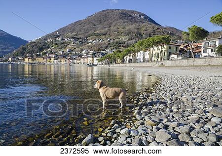 A Dog Stands At The Edge Of Lake Como; Gera Lario, Lombardy, Italy View Large Photo Image Stock Photography - A Dog Stands At The Edge Of Lake Como; Gera Lario, Lombardy, Italy. Fotosearch