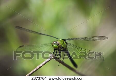 Picture - A Dragonfly (Odonata) Rests On A Stem; Vian, Oklahoma, United States Of America. Fotosearch
