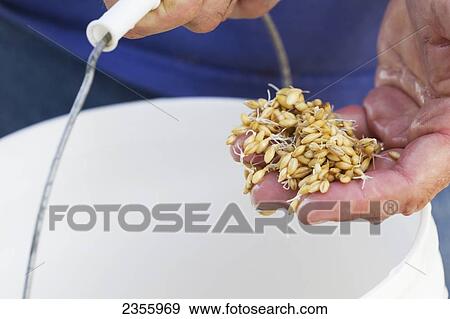 A Farmer Holding Barley Seeds; Palmer, Alaska, United States Of America View Large Photo Image Stock Photo - A Farmer Holding Barley Seeds; Palmer, Alaska, United States Of America. Fotosearch