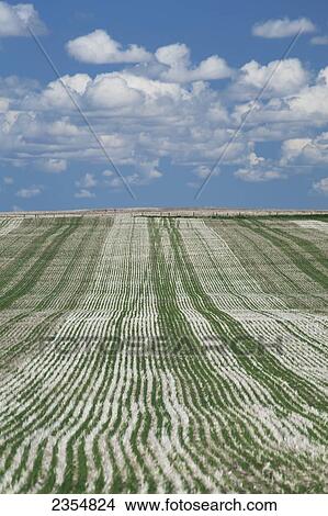 A Field Of Rows Of Cut Lines At Harvest And Seeding Lines With Clouds And Blue Sky; Acme, Alberta, Canada View Large Photo Image Picture - A Field Of Rows Of Cut Lines At Harvest And Seeding Lines With Clouds And Blue Sky; Acme, Alberta, Canada. Fotosearch