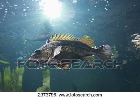 Stock Photograph - A Fish Swimming In A Marine Aquarium; Newport, Oregon, United States Of America. Fotosearch