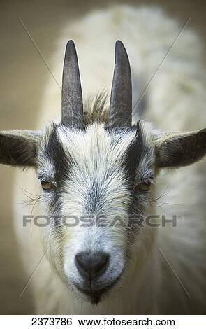 A Friendly Goat Greets Children At Bandon's Petting Zoo; Bandon, Oregon, United States Of America View Large Photo Image Stock Photograph - A Friendly Goat Greets Children At Bandon's Petting Zoo; Bandon, Oregon, United States Of America. Fotosearch