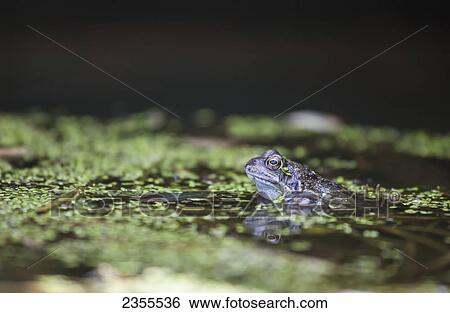A Frog In The Water With Floating Small Green Leaves; South Shields, Tyne And Wear, England View Large Photo Image Stock Photograph - A Frog In The Water With Floating Small Green Leaves; South Shields, Tyne And Wear, England. Fotosearch