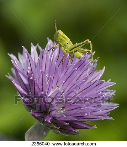 A Grasshopper On A Purple Blossom; Ontario, Canada View Large Photo Image Stock Image - A Grasshopper On A Purple Blossom; Ontario, Canada. Fotosearch