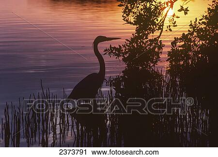 A Great Blue Heron (Ardea Herodias) Stalks Prey At Sunset; Homestead, Florida, United States Of America View Large Photo Image Stock Image - A Great Blue Heron (Ardea Herodias) Stalks Prey At Sunset; Homestead, Florida, United States Of America. Fotosearch