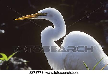 Stock Image - A Great Egret (Ardea Alba) Stalks Prey; Homestead, Florida, United States Of America. Fotosearch