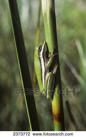 Stock Image - A Green Tree Frog Rests On A Stem; Ochopee, Florida, United States Of America. Fotosearch