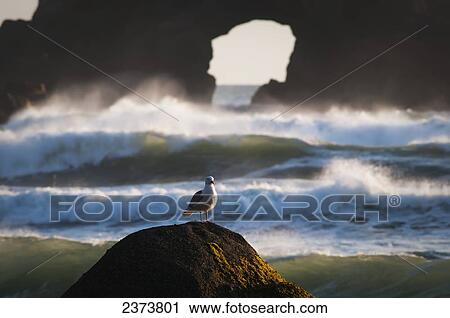 Stock Image - A Gull Rests On A Rock At Ecola State Park; Oregon, United States Of America. Fotosearch
