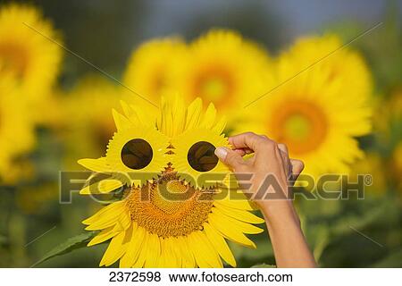 A Hand Putting Sunflower Sunglasses On A Sunflower; Locarno, Ticino, Italy View Large Photo Image Stock Photo - A Hand Putting Sunflower Sunglasses On A Sunflower; Locarno, Ticino, Italy. Fotosearch