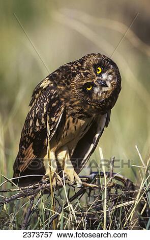 A Juvenile Short-Eared Owl (Asio Flammeus) Surveys The Scene; Idaho Falls, Idaho, United States Of America View Large Photo Image Stock Photo - A Juvenile Short-Eared Owl (Asio Flammeus) Surveys The Scene; Idaho Falls, Idaho, United States Of America. Fotosearch
