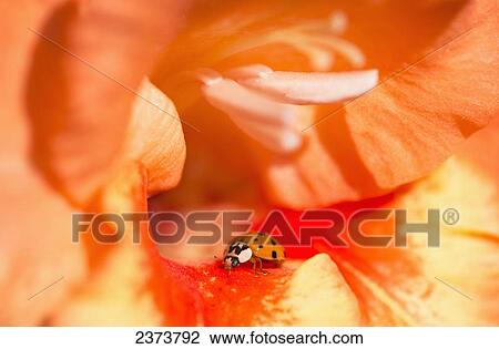 A Ladybug Beetle Searches For Prey In A Gladiolus Blossom; Astoria, Oregon, United States Of America View Large Photo Image Stock Image - A Ladybug Beetle Searches For Prey In A Gladiolus Blossom; Astoria, Oregon, United States Of America. Fotosearch