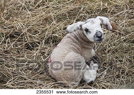 A Lamb Laying In Hay; Northumberland, England View Large Photo Image Stock Image - A Lamb Laying In Hay; Northumberland, England. Fotosearch