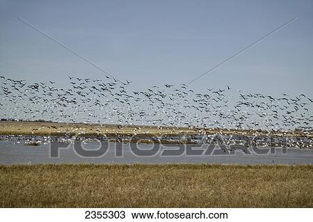 A Large Flock Of Birds Take Flight Over A Body Of Water; Saskatchewan, Canada View Large Photo Image Stock Image - A Large Flock Of Birds Take Flight Over A Body Of Water; Saskatchewan, Canada. Fotosearch