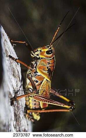 Stock Photo - A Lubber Grasshopper Rests On A Tree; Ochopee, Florida, United States Of America. Fotosearch