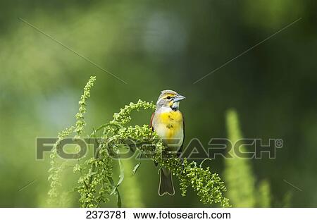 A Male Dickcissel (Spiza Americana) Perches On A Dock Plant; Vian, Oklahoma, United States Of America View Large Photo Image Stock Image - A Male Dickcissel (Spiza Americana) Perches On A Dock Plant; Vian, Oklahoma, United States Of America. Fotosearch