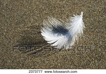 A Molted Gull Feather Lies On The Beach; Cannon Beach, Oregon, United States Of America View Large Photo Image Stock Photo - A Molted Gull Feather Lies On The Beach; Cannon Beach, Oregon, United States Of America. Fotosearch