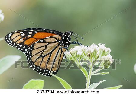 Picture - A Monarch Butterfly (Danaus Plexippus) Resting On Small White Flowers; Vian, Oklahoma, United States Of America. Fotosearch
